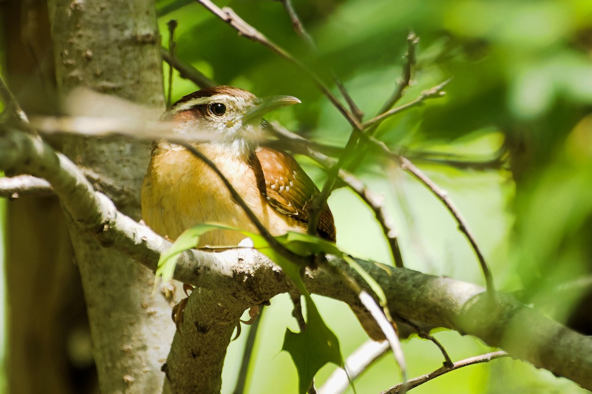 Carolina Wren - ML618348676