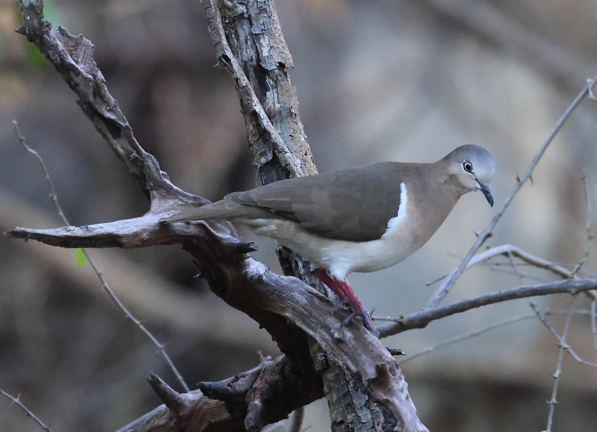 Grenada Dove - Pam Rasmussen