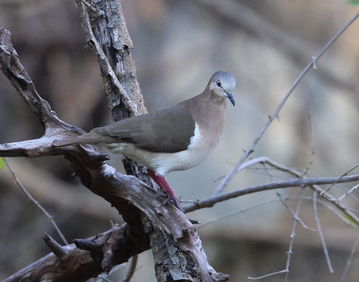 Grenada Dove - Pam Rasmussen