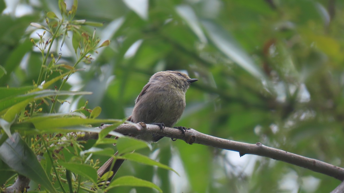 Bushtit - Brian Nothhelfer