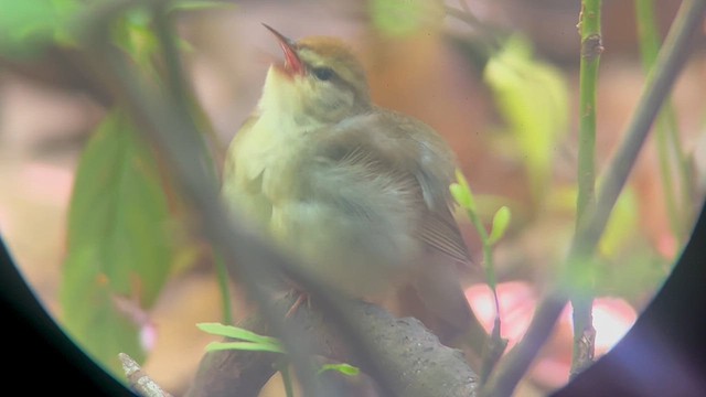 Swainson's Warbler - ML618348704