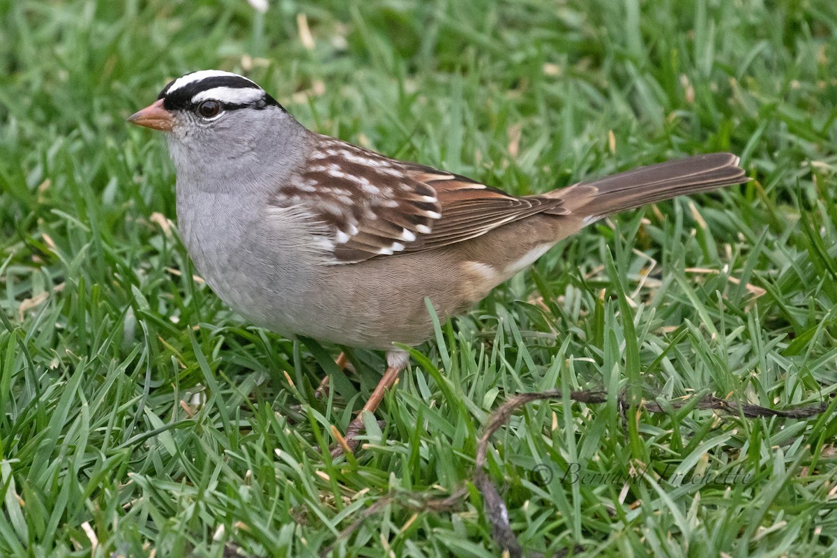 Bruant à couronne blanche - ML618348709