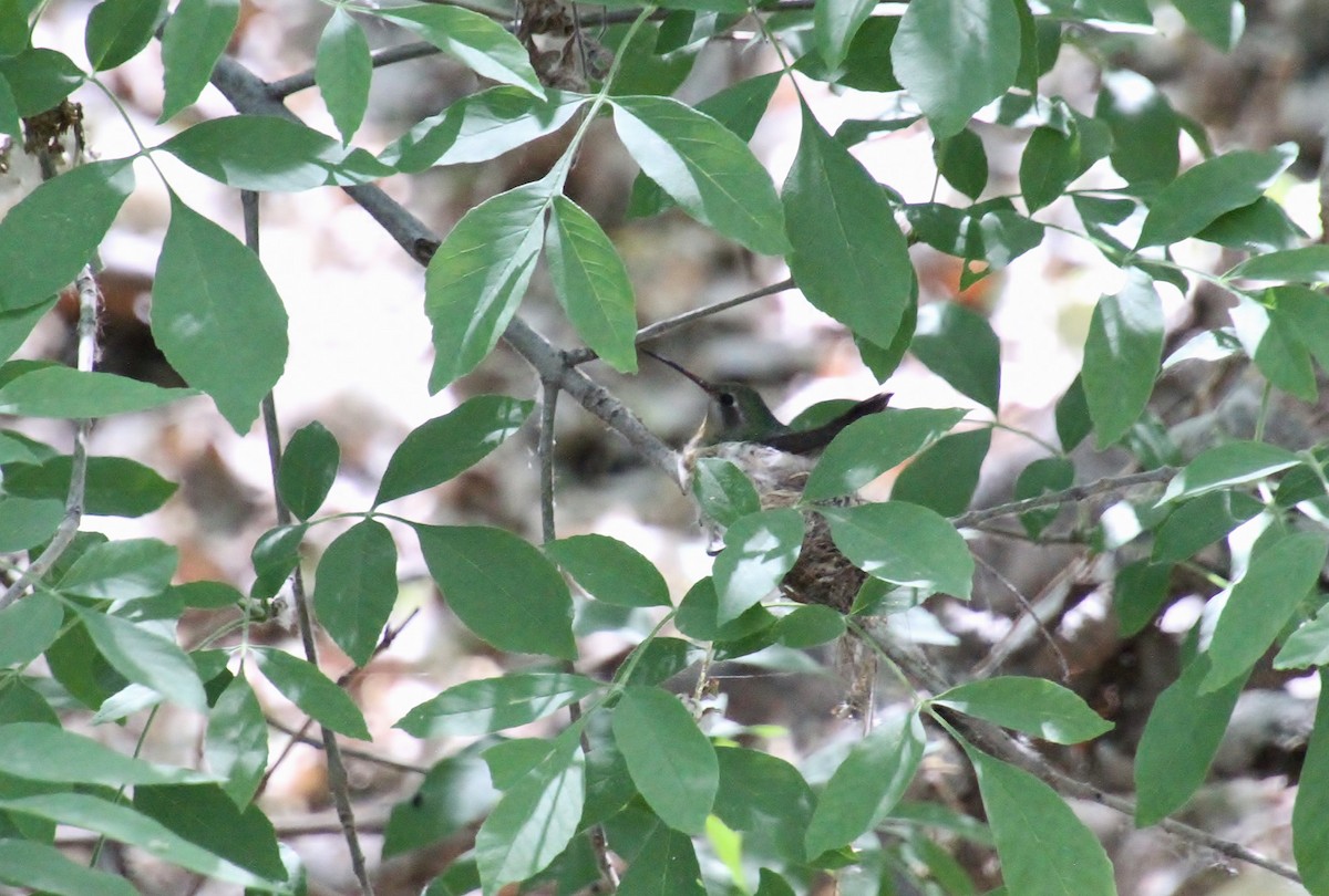 Broad-billed Hummingbird - ML618348745