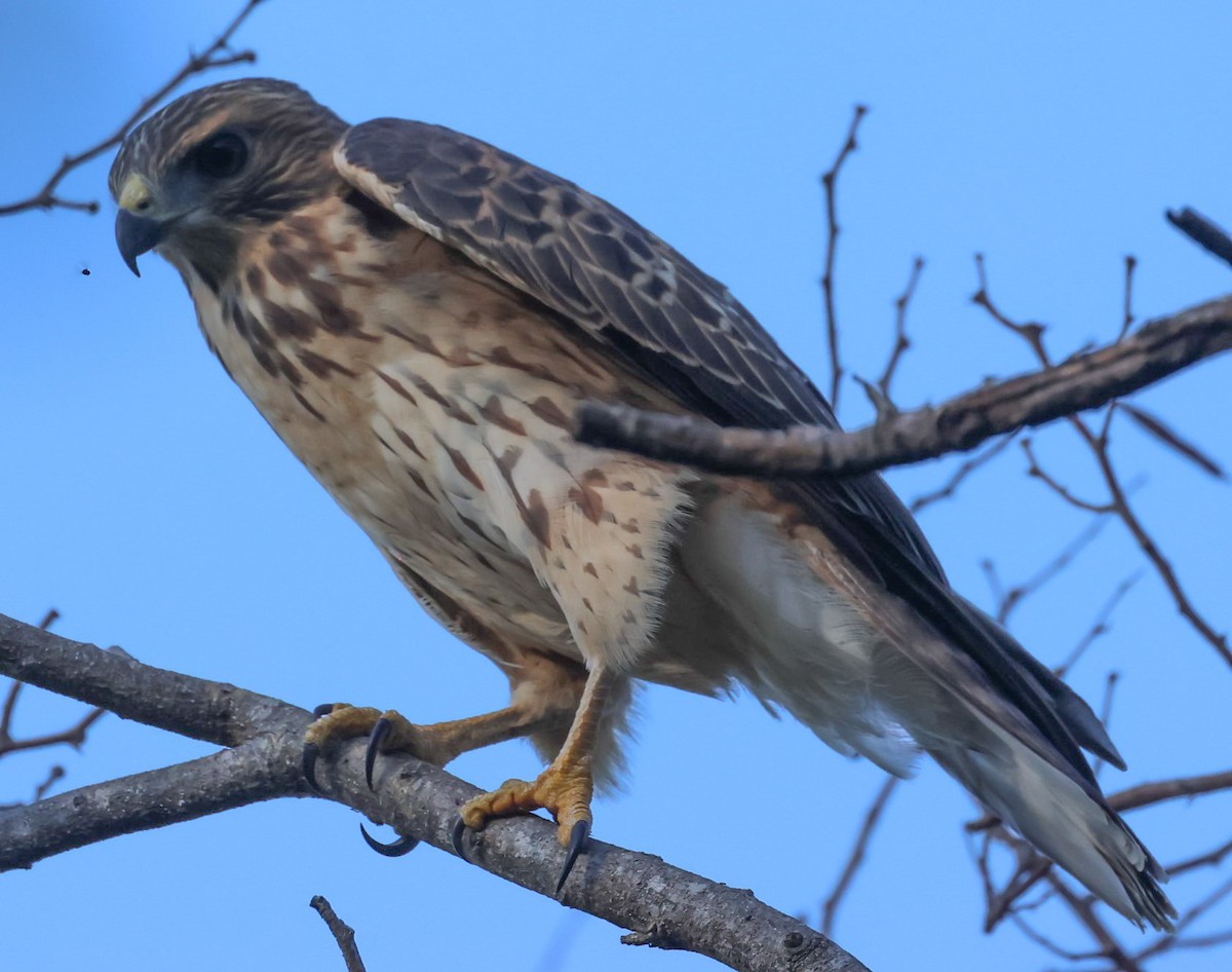 Broad-winged Hawk - Pam Rasmussen