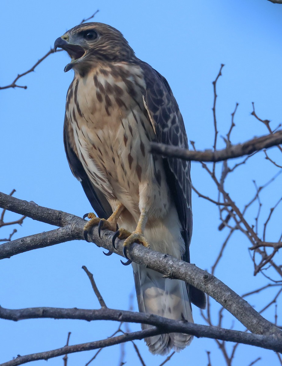 Broad-winged Hawk - Pam Rasmussen