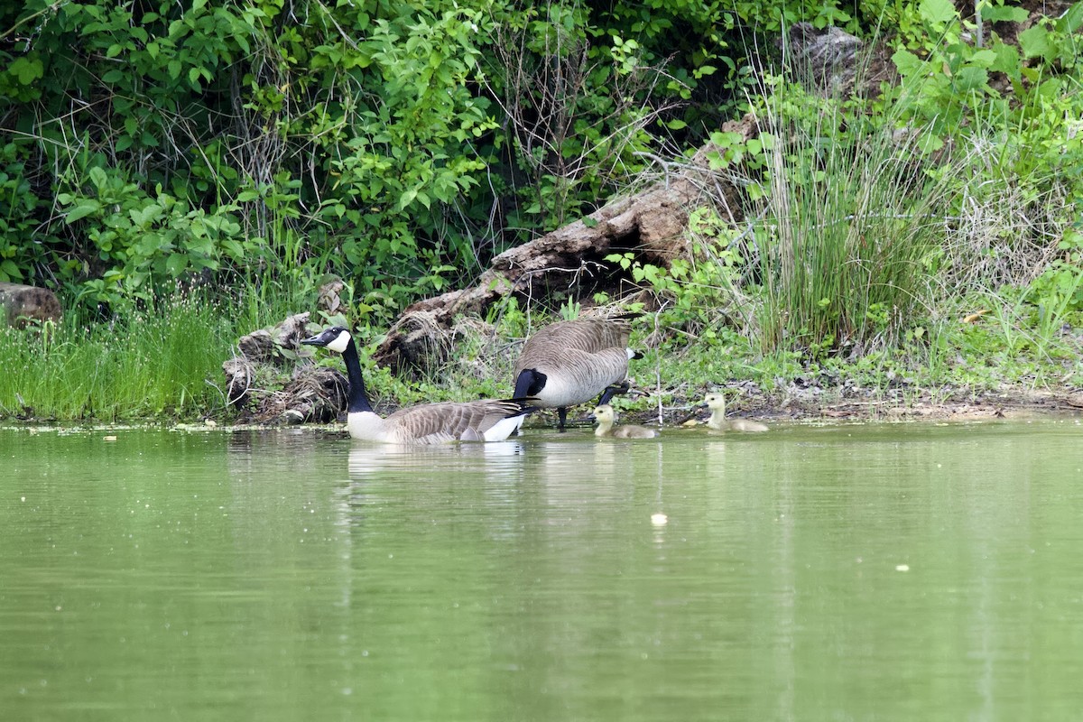 Canada Goose - ML618348801