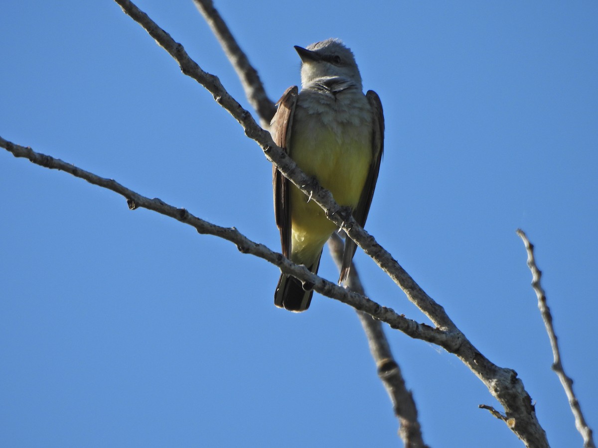 Western Kingbird - Forest Chapman