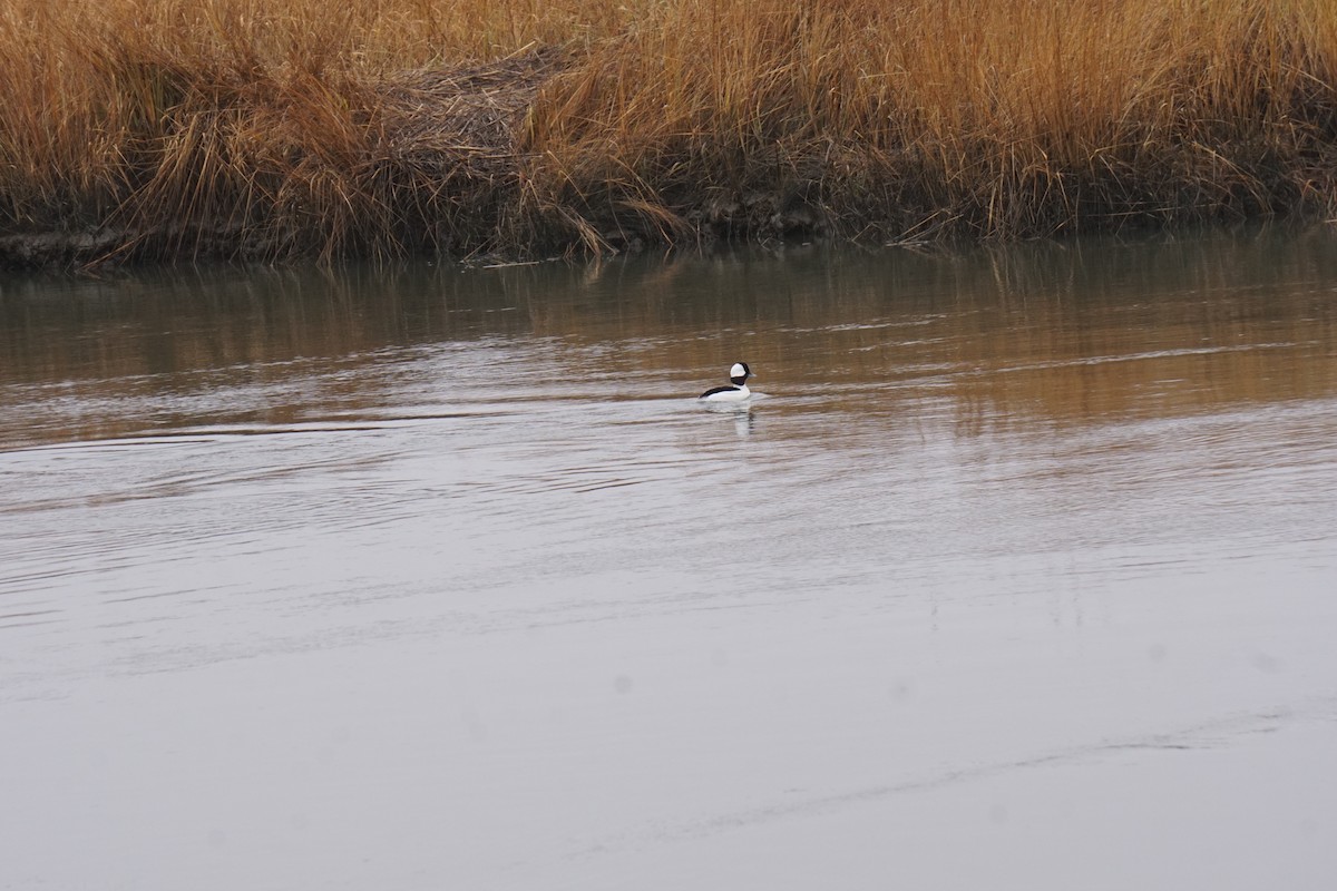 Bufflehead - ML618348856