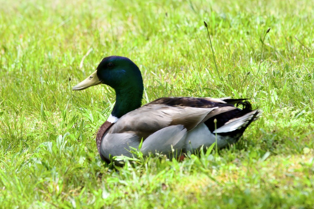 Germano reale - ML618348859