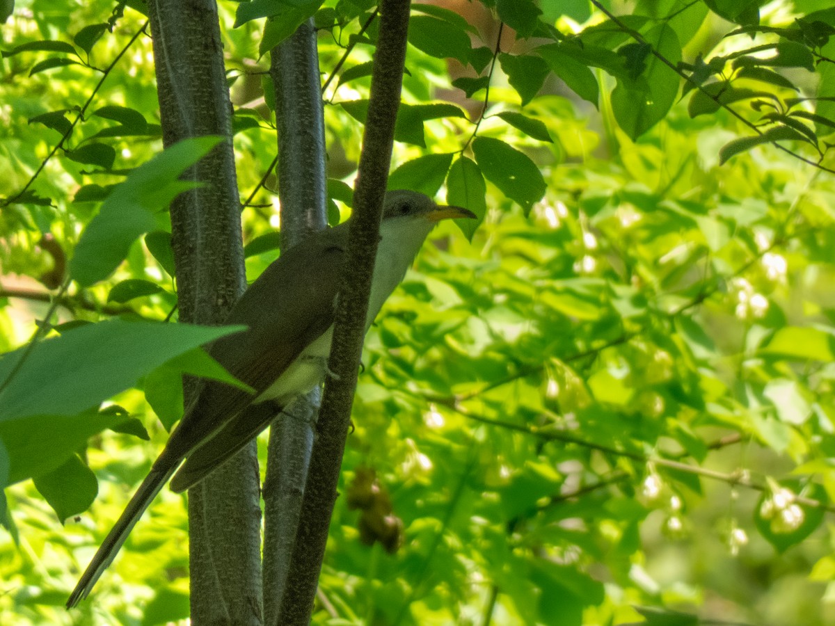 Yellow-billed Cuckoo - Mamadou D