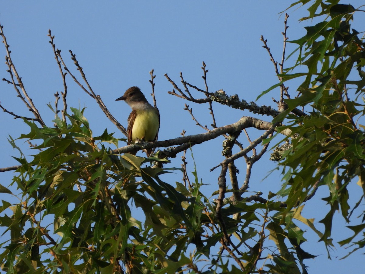 Great Crested Flycatcher - Lesha Roberts