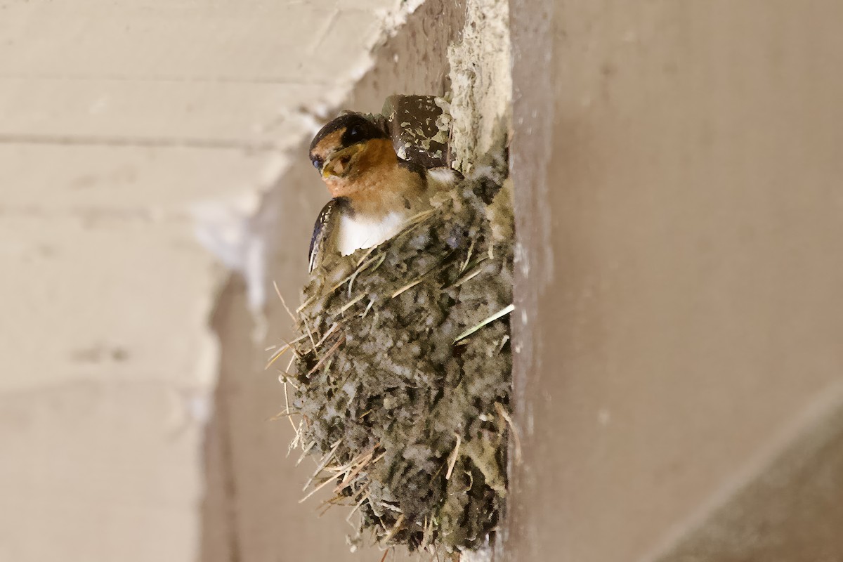 Rondine - ML618348953