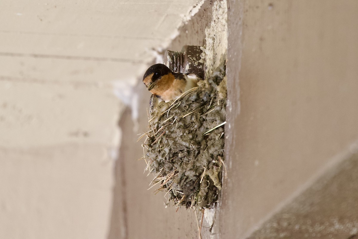 Barn Swallow - ML618348954