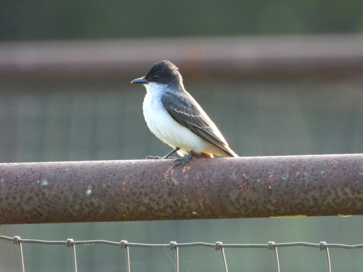 Eastern Kingbird - ML618348956