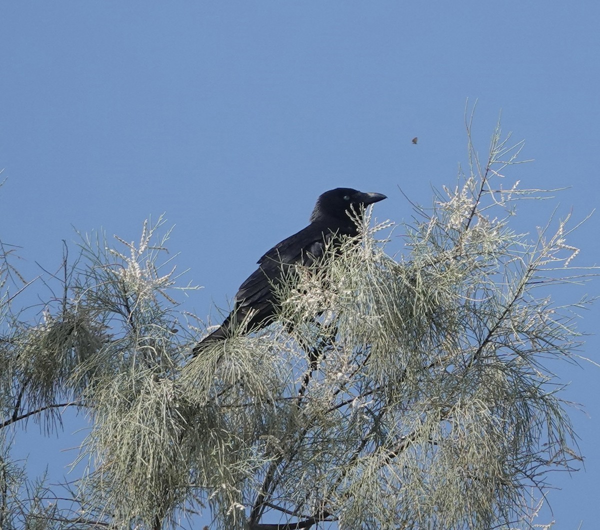 Little Crow - ML618348958