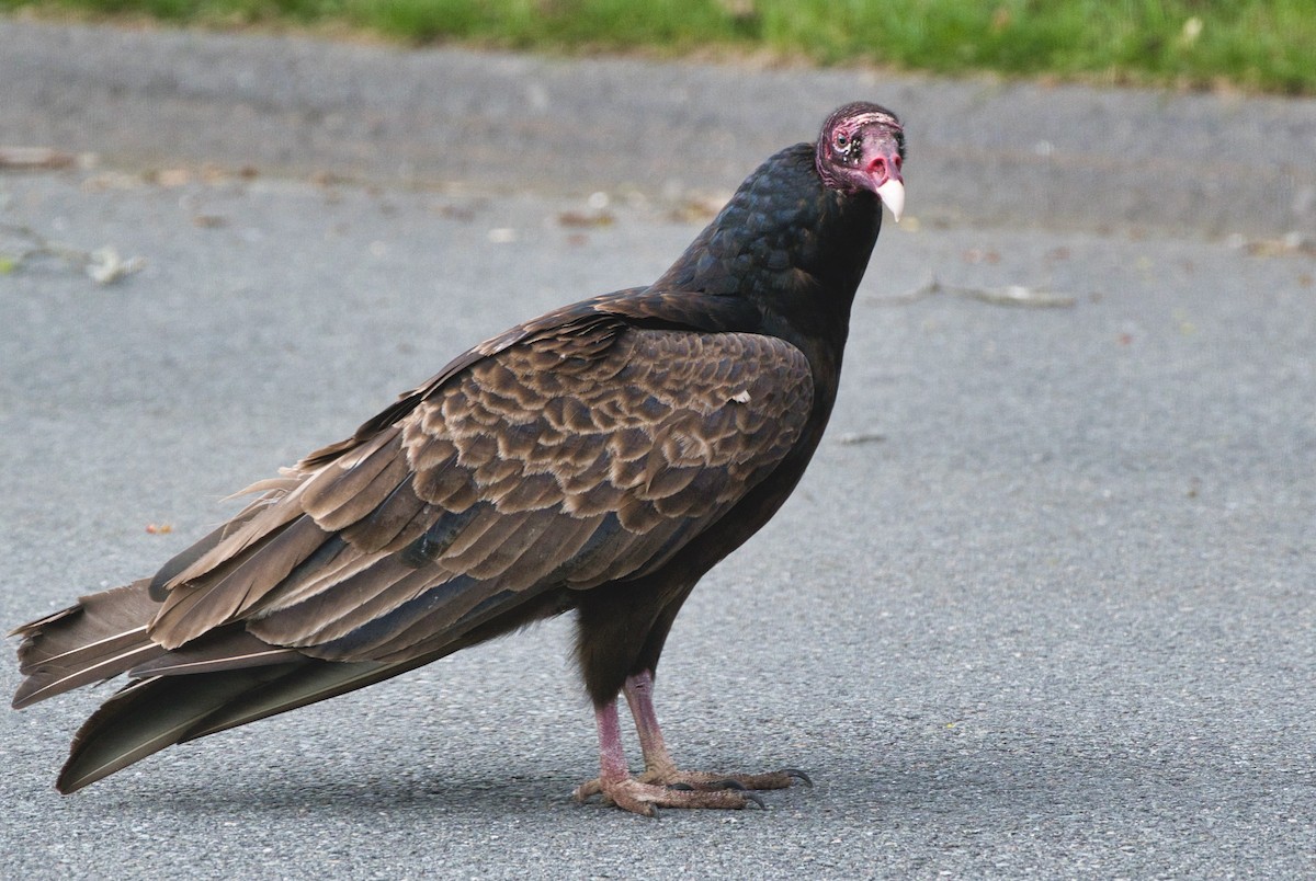 Turkey Vulture - ML618348978