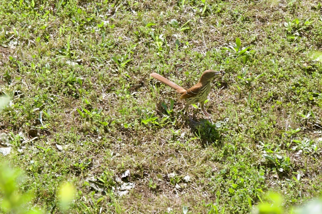 Brown Thrasher - ML618348979