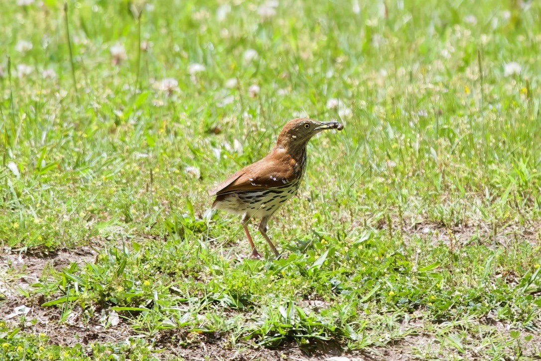 Brown Thrasher - ML618348983