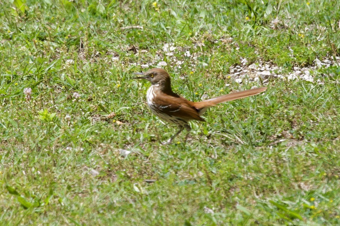 Brown Thrasher - ML618348986