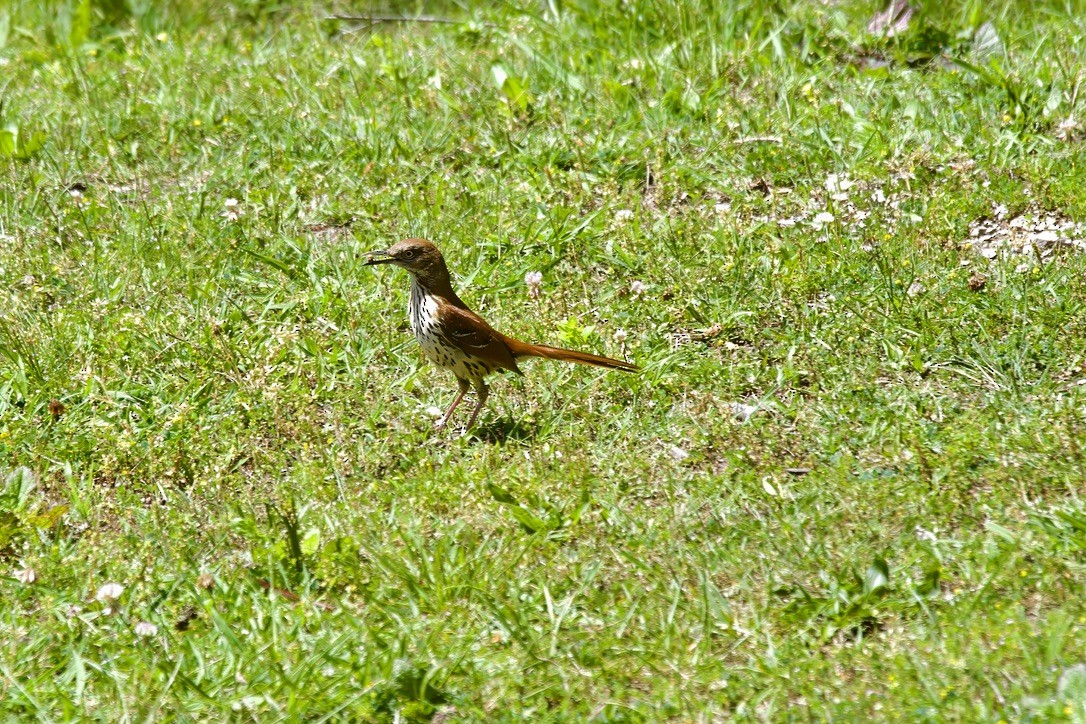 Brown Thrasher - ML618348989