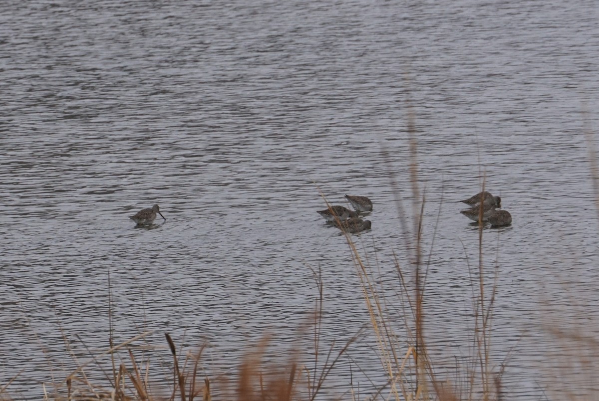 Long-billed Dowitcher - ML618349003