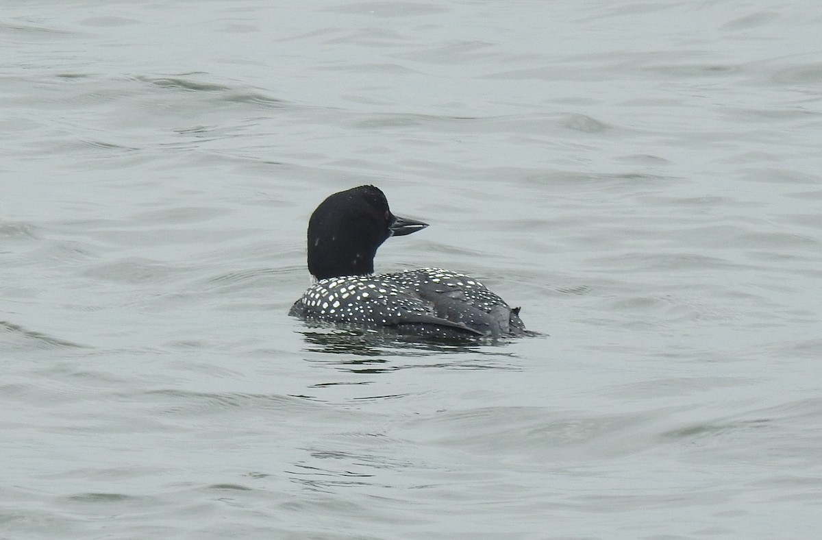 Common Loon - Chris Dean