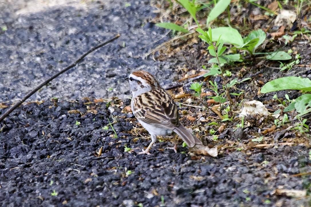 Chipping Sparrow - Owen Krout