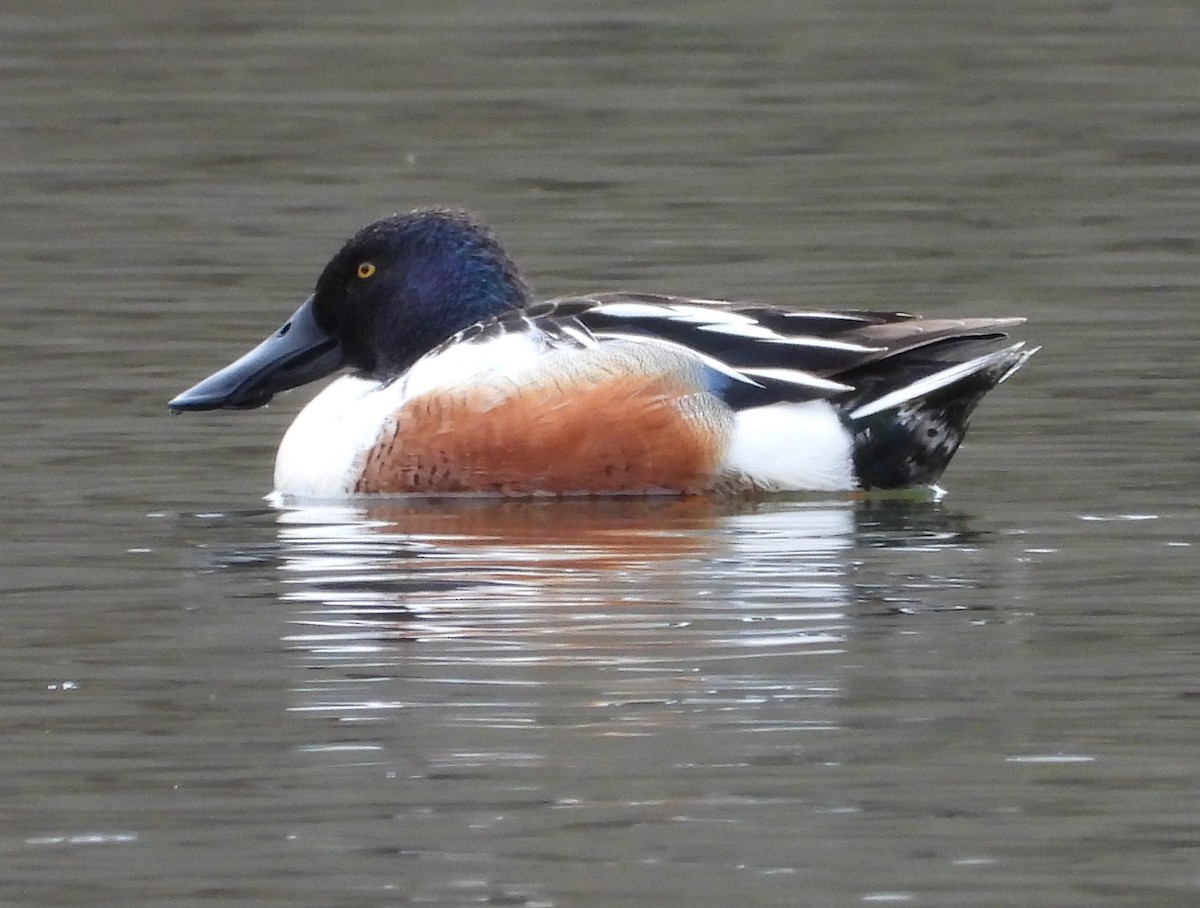 Northern Shoveler - ML618349026