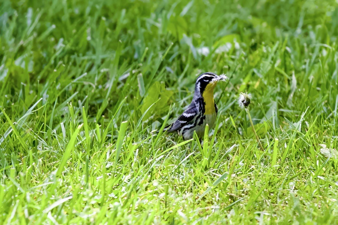Yellow-throated Warbler - ML618349044