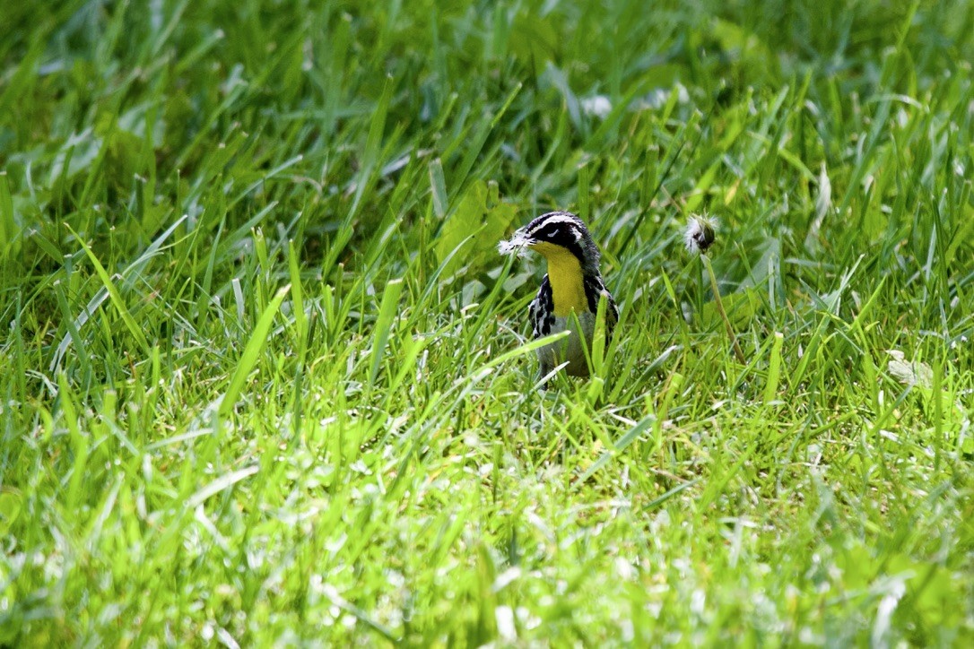 Yellow-throated Warbler - ML618349046