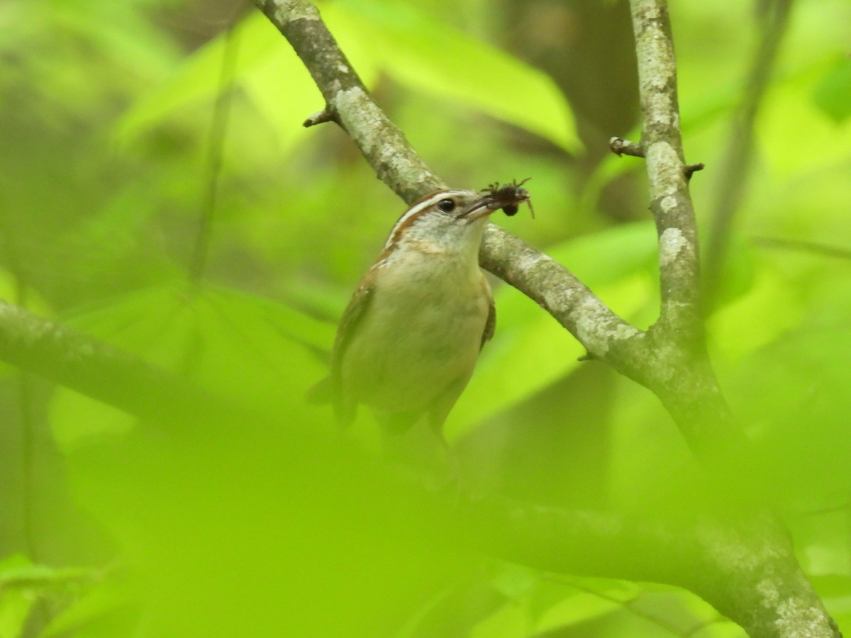 Carolina Wren - ML618349050