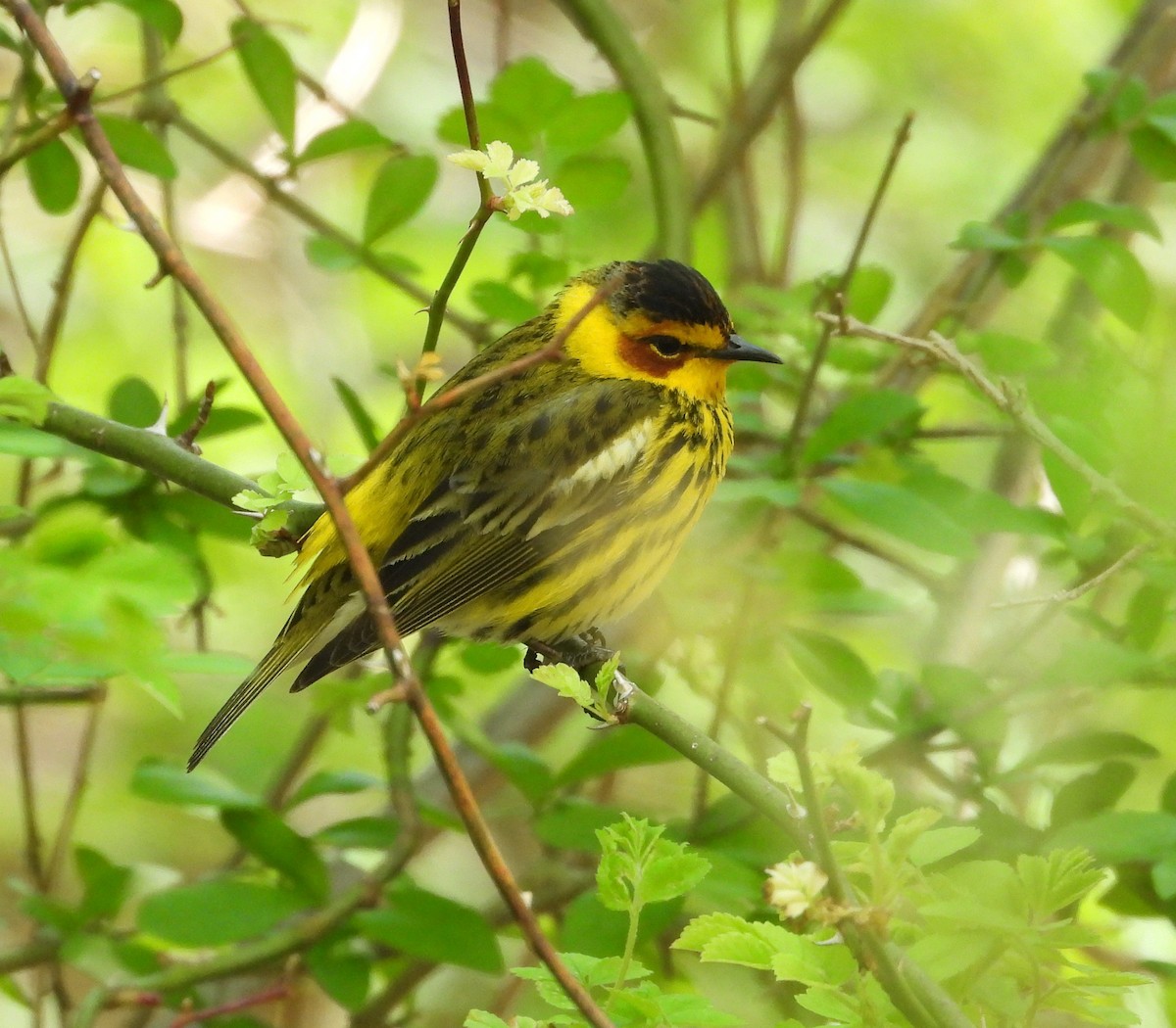 Cape May Warbler - Amy Lyyski