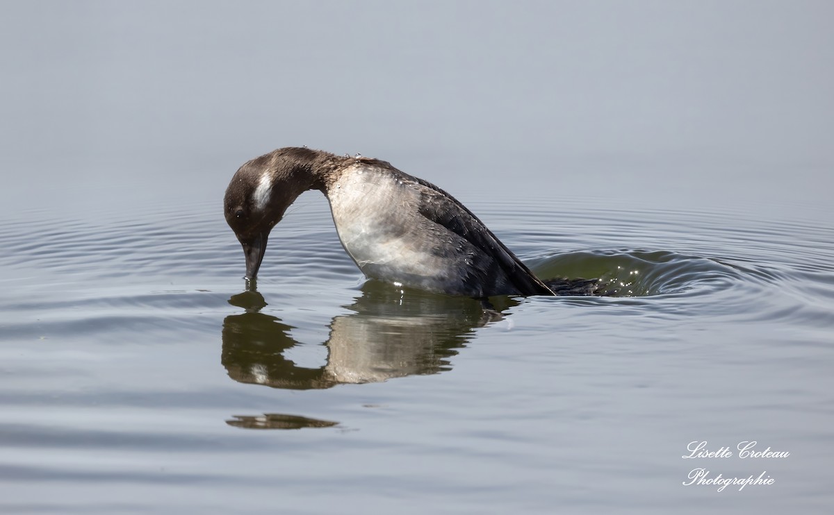 Bufflehead - Lisette Croteau
