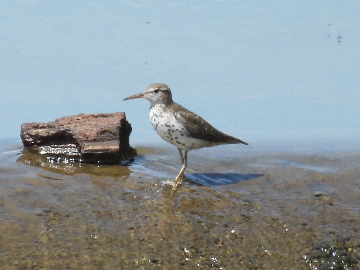 Spotted Sandpiper - Cindy Leffelman