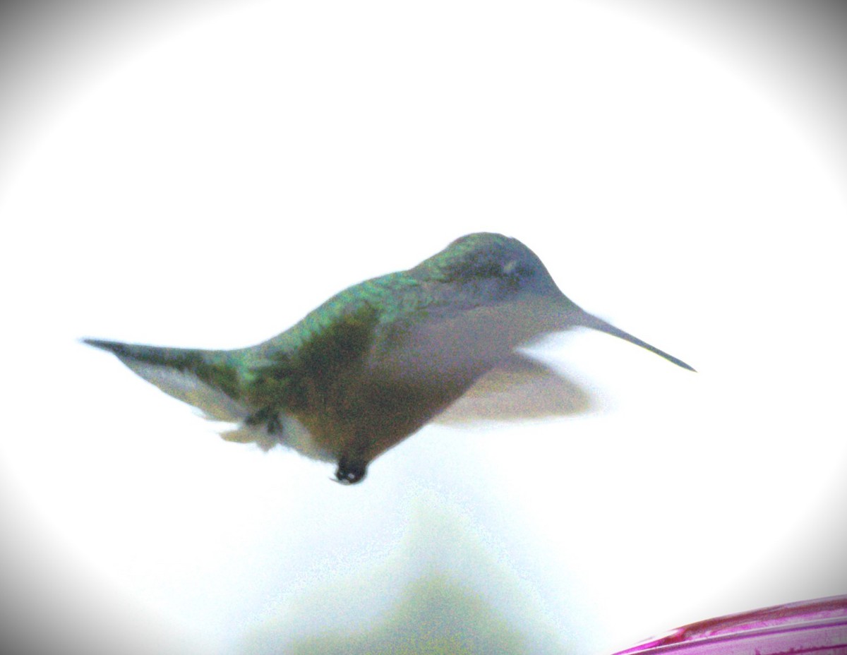 Ruby-throated Hummingbird - ML618349085