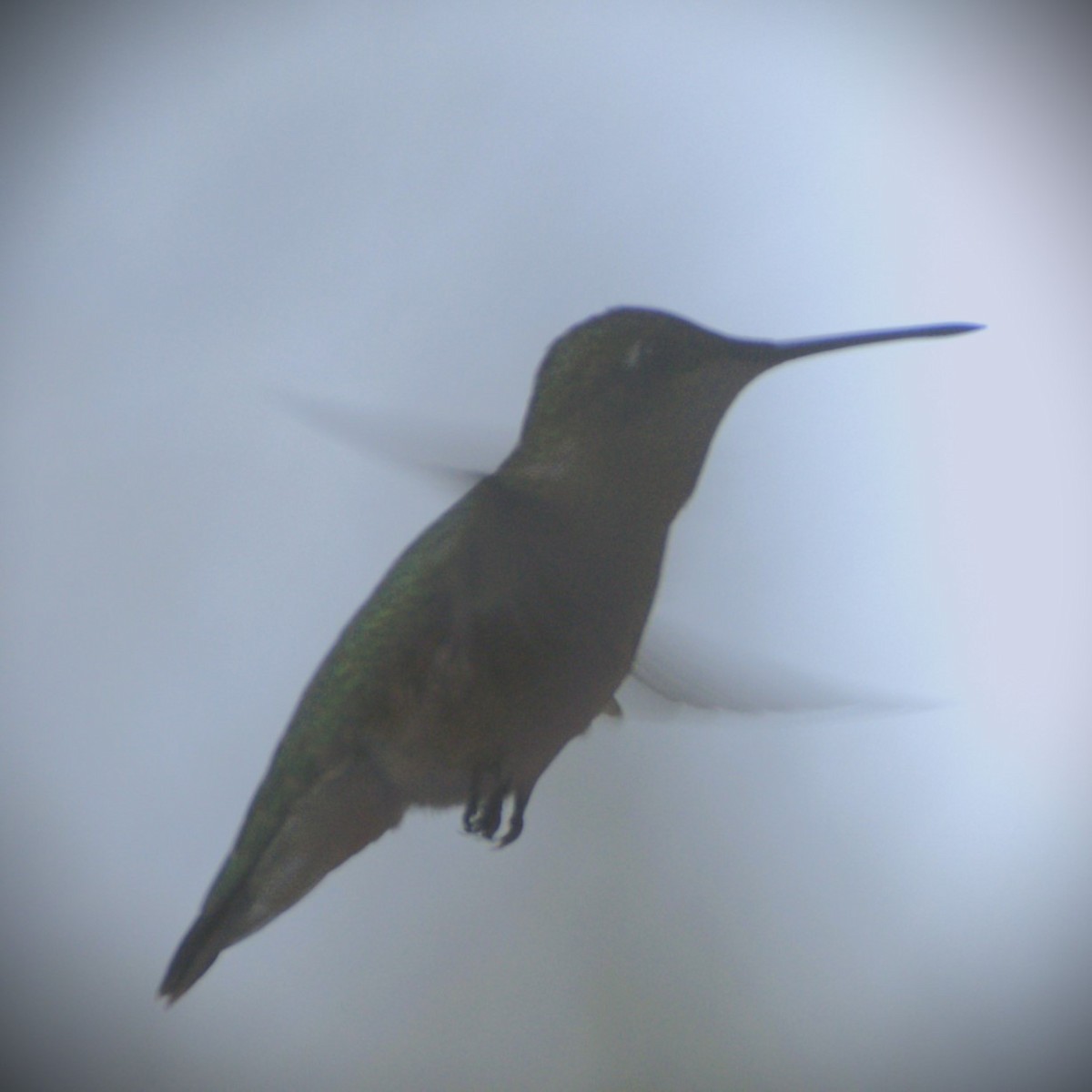 Ruby-throated Hummingbird - ML618349088