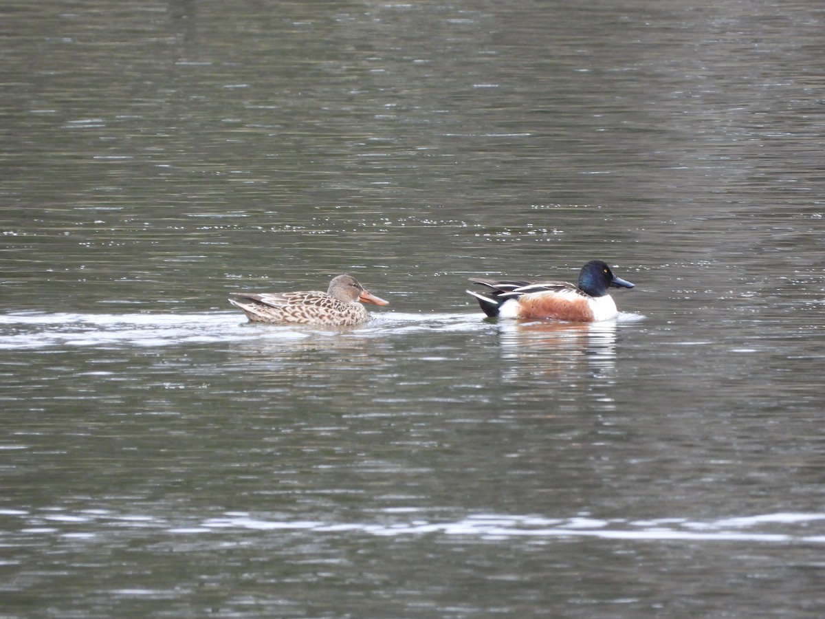 Canard souchet - ML618349089