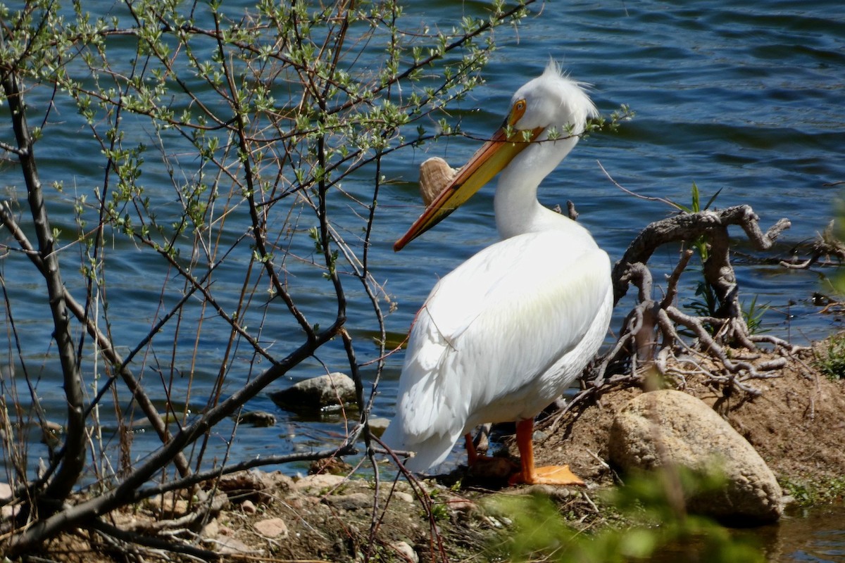 American White Pelican - Melissa Wetzig