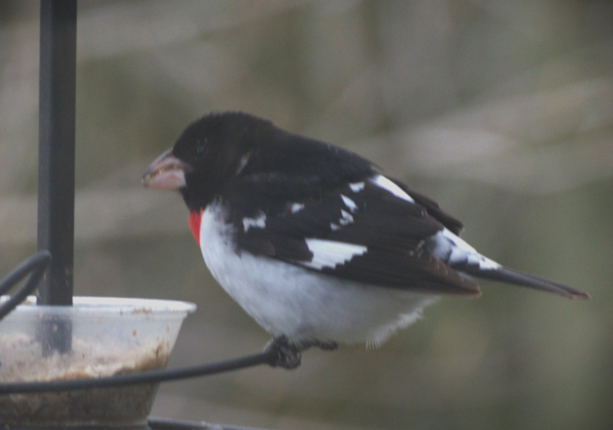 Rose-breasted Grosbeak - Dorothy Jayne