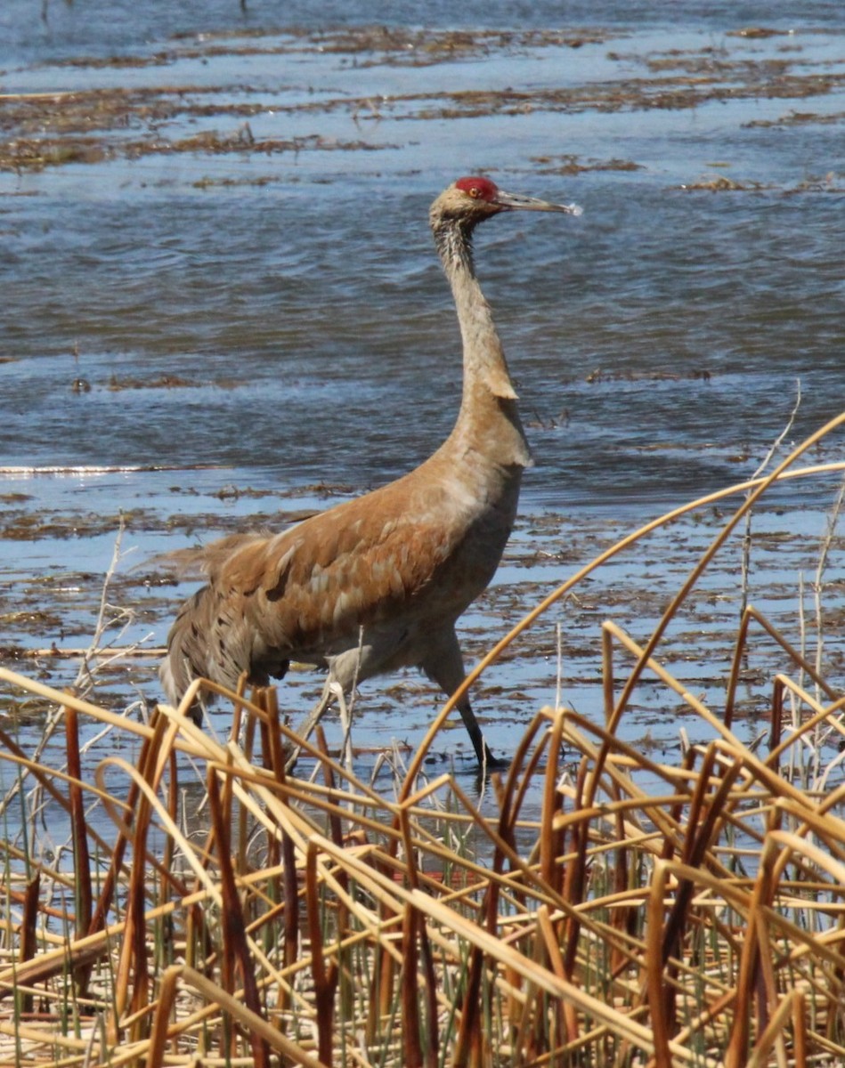 Sandhill Crane - Jedediah Smith