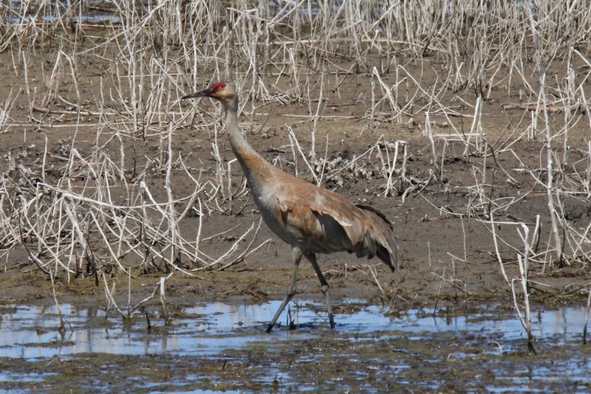 Sandhill Crane - ML618349215