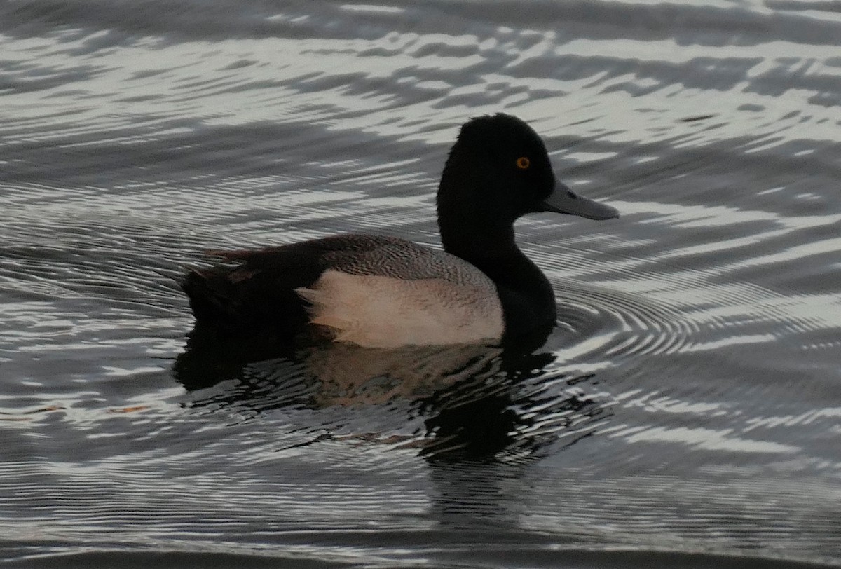 Lesser Scaup - Ron Smith