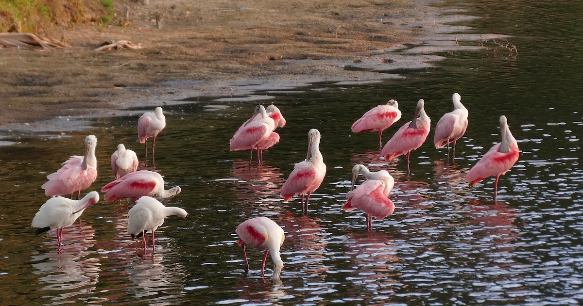 Roseate Spoonbill - ML618349281