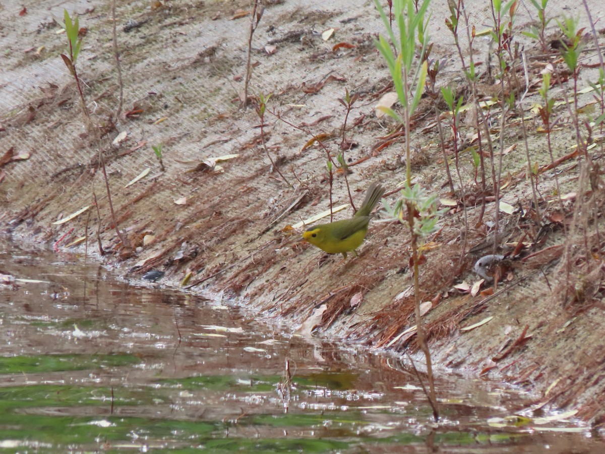 Wilson's Warbler - Edana Salisbury