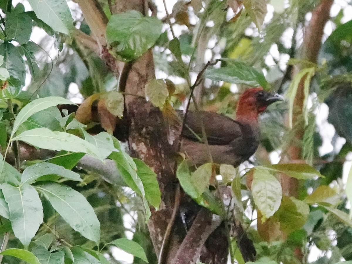 Chestnut-headed Chachalaca - Barry Reed