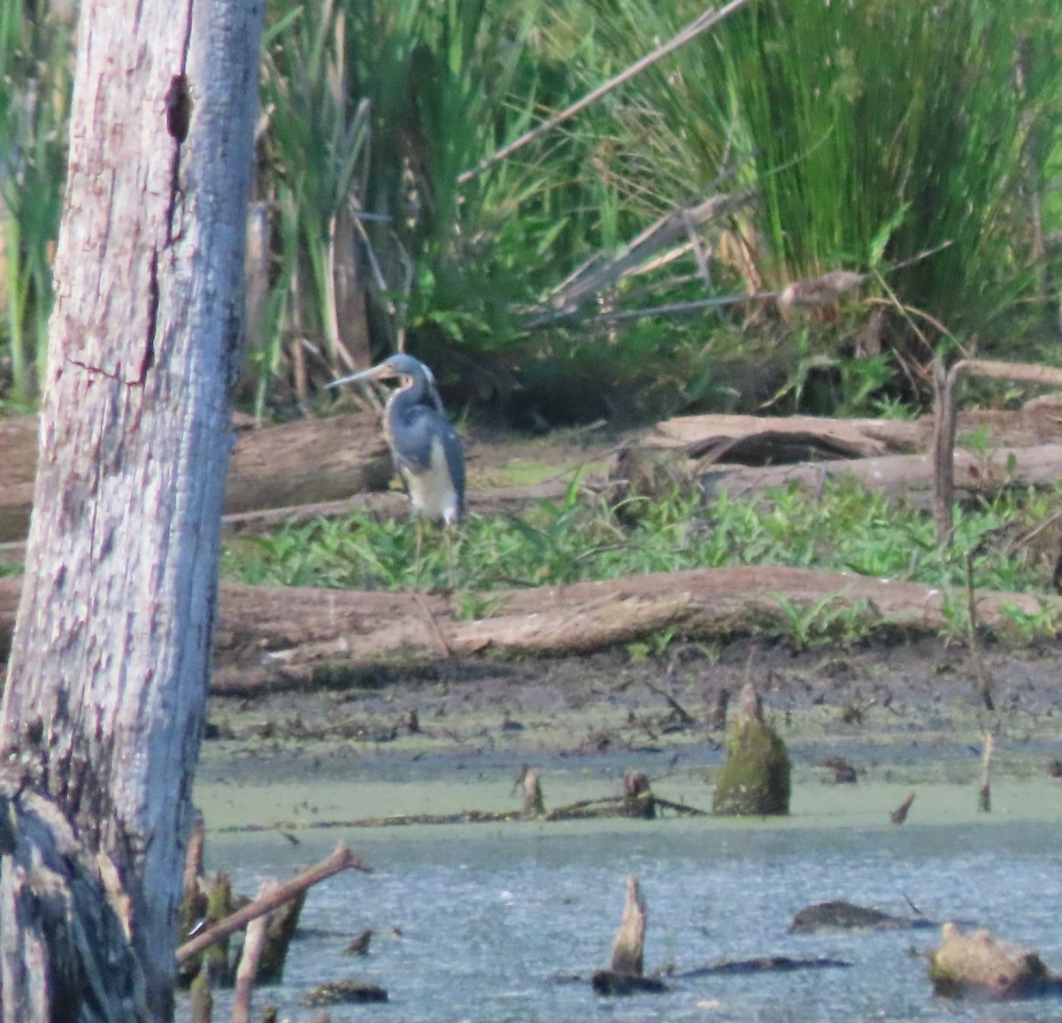 Tricolored Heron - ML618349324