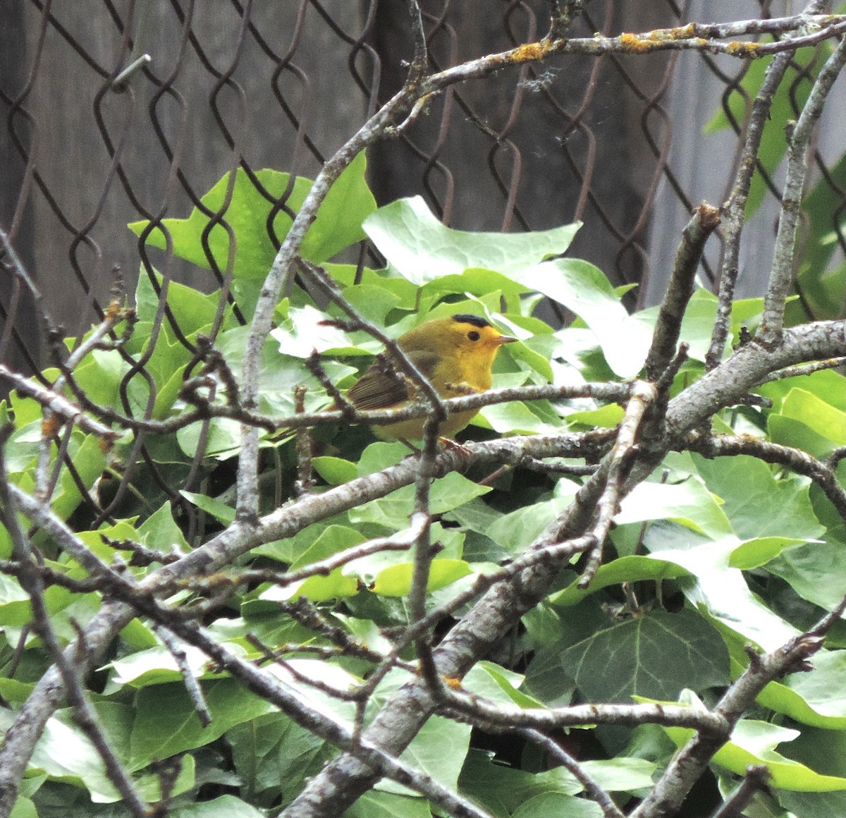 Wilson's Warbler - Sylvia Maulding