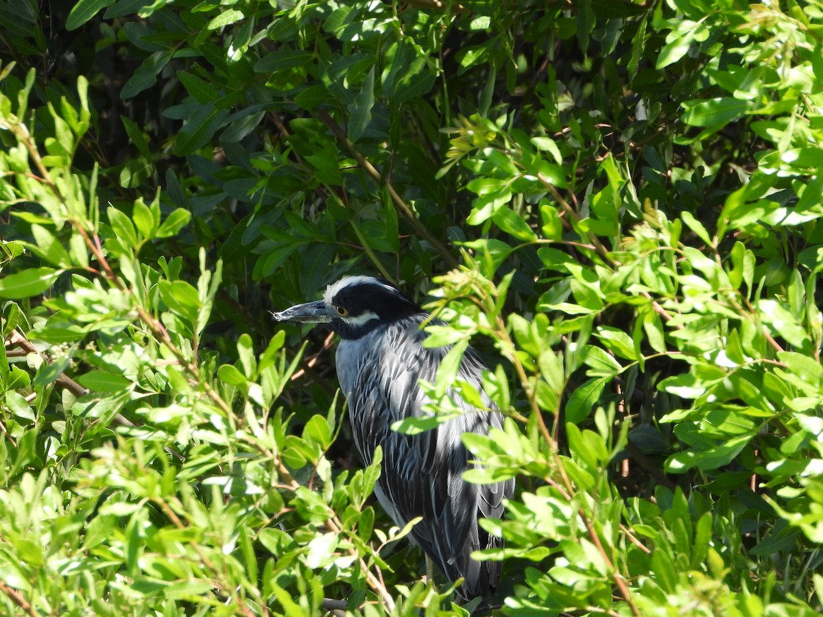 Yellow-crowned Night Heron - Martha Cartwright