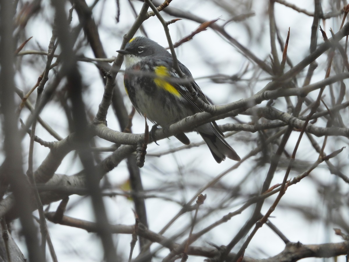 Yellow-rumped Warbler - ML618349377