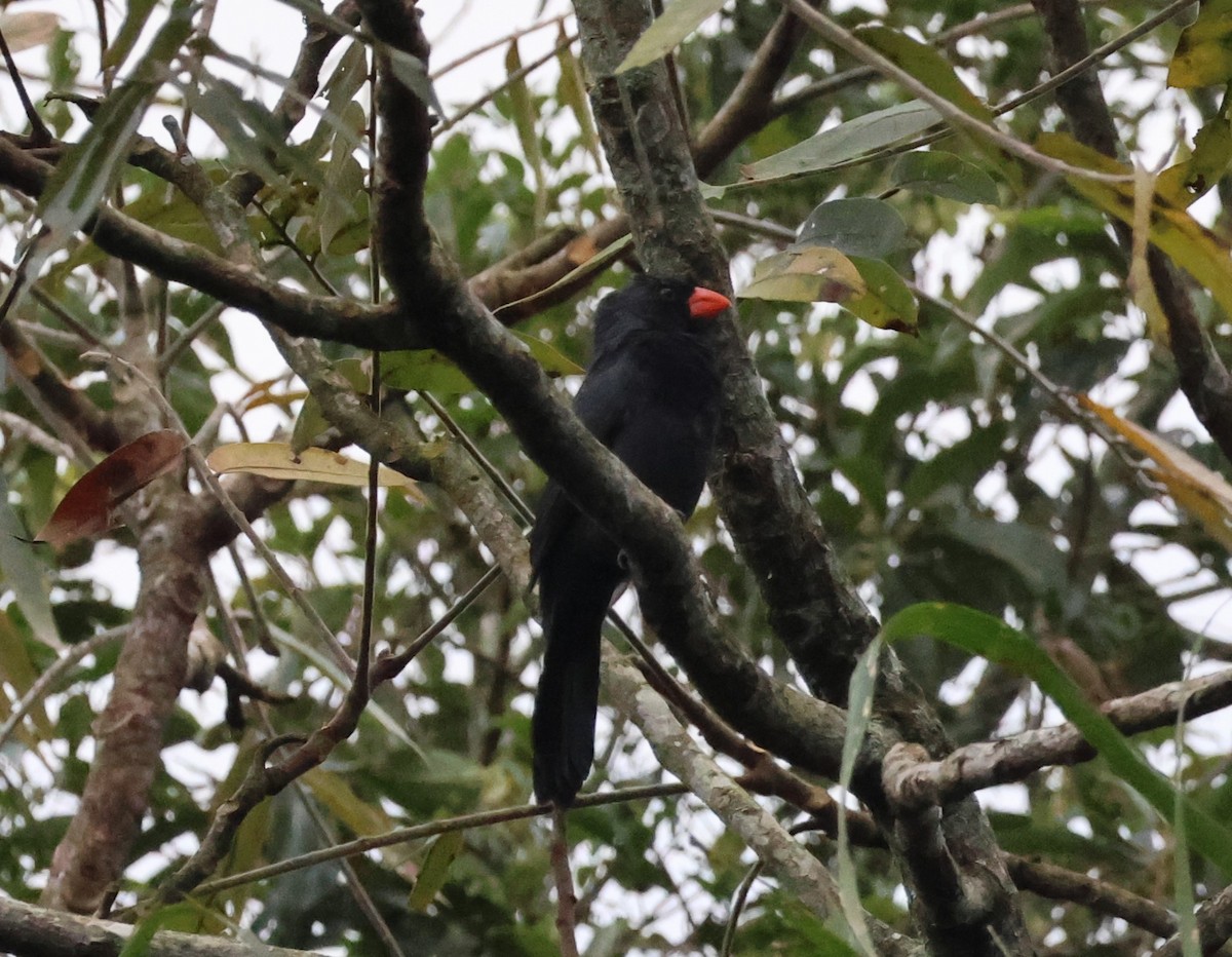 Black-throated Grosbeak - ML618349381